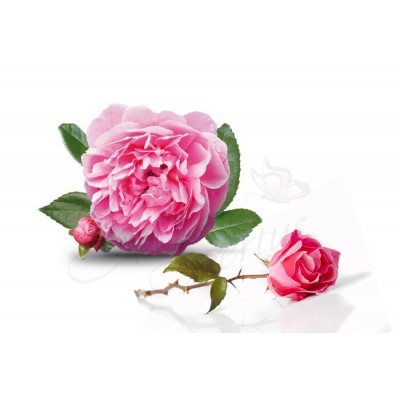 Absolue Rose Damas 5ml