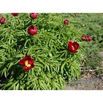Pivoine 'Early Scout' - Paeonia