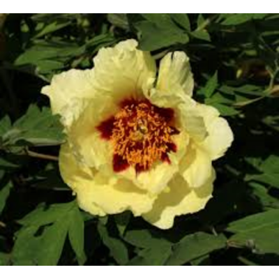 Pivoine suffruticosa 'High noon' - Paeonia