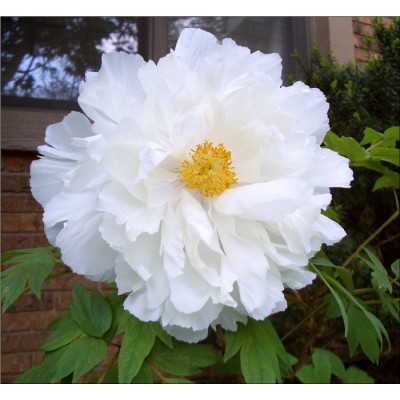 Pivoine suffruticosa 'Renkaku'- Paeonia