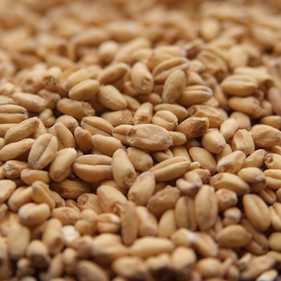 Wheat malt (Blé Malté) - OIO