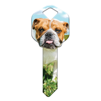 HK62 - CHIEN BULLDOG