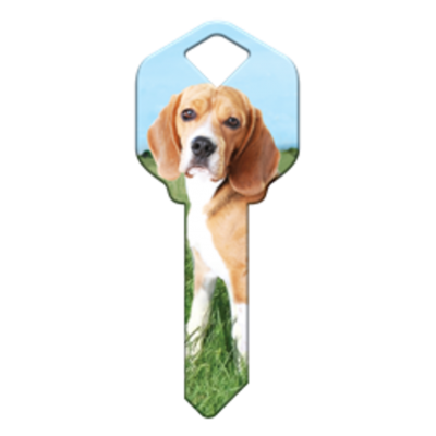 HK63 - CHIEN BEAGLE