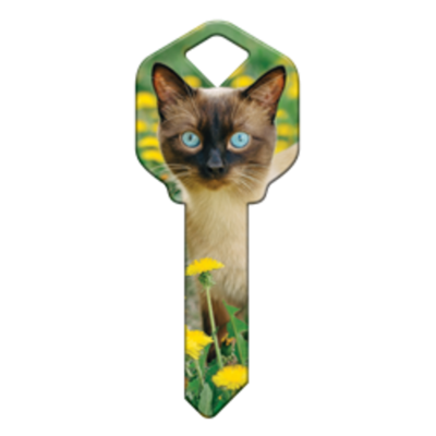 HK64 - CHAT SIAMOIS