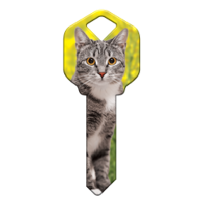 HK65 - CHAT SILVER TABBY