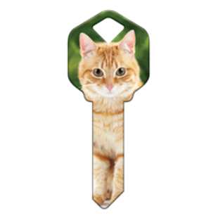 HK66 - CHAT ORANGE TABBY