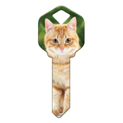 HK66 - CHAT ORANGE TABBY