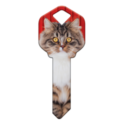 HK67 - CHAT MAINE COON
