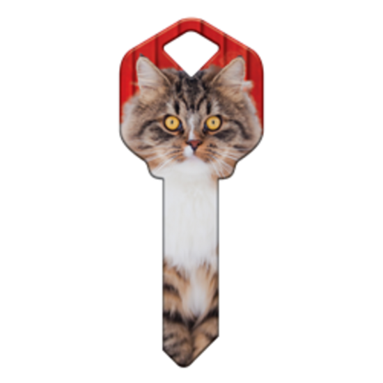 HK67 - CHAT MAINE COON
