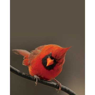 Signet Cardinal curieux
