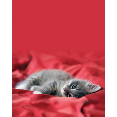 Signet Chaton curieux