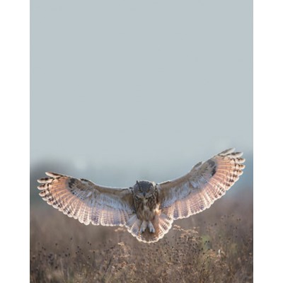 Signet Grand duc