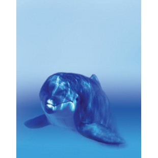 Signet Dauphin paisible