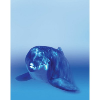 Signet Dauphin paisible