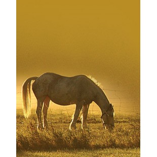 Signet Cheval rassasié