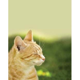 Signet Chat heureux