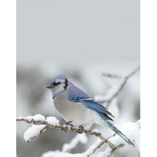 Signet Oiseau bleu
