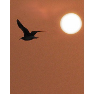 Signet Oiseau au crepuscule
