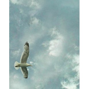 Signet Oiseau libre