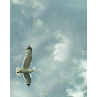Signet Oiseau libre