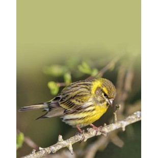 Signet Serin jaune