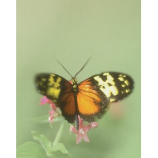 Signet Papillon merveilleux