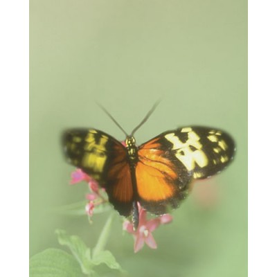 Signet Papillon merveilleux