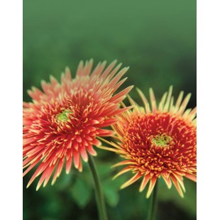 Signet Chrysantheme orange