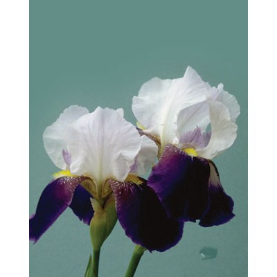 Signet Iris blanche