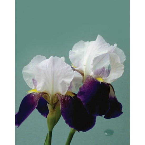 Signet Iris blanche