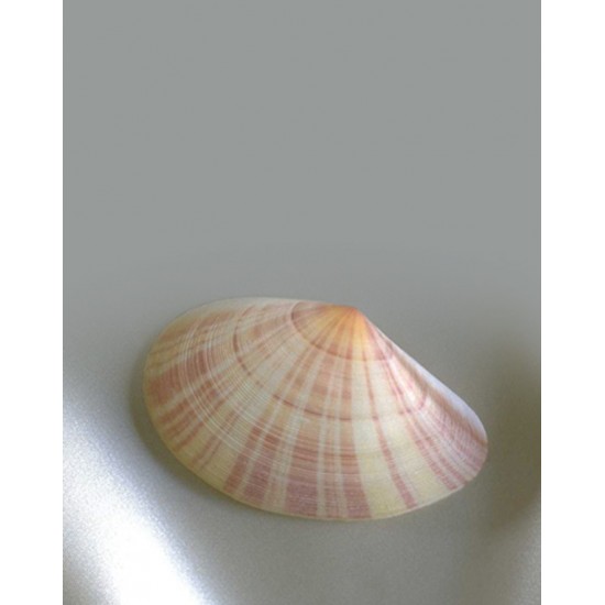 Signet Coquille de mer
