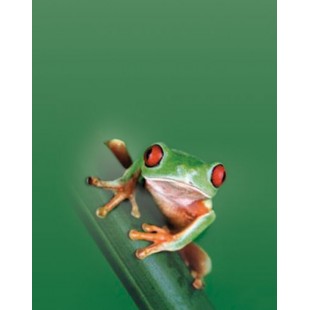Signet Grenouille coloree