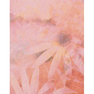 Signet Floral rose