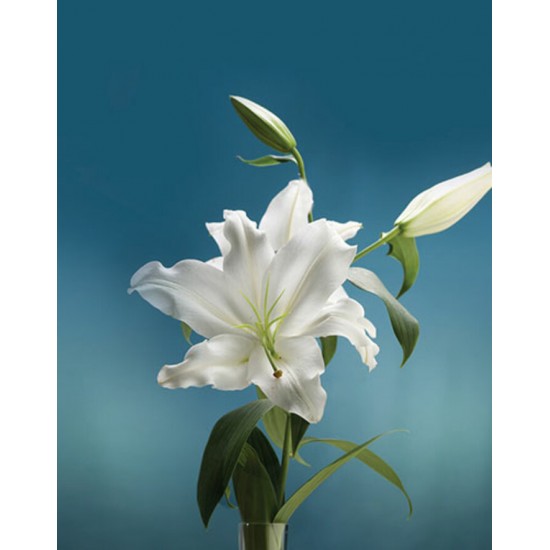 Signet Lys blanc