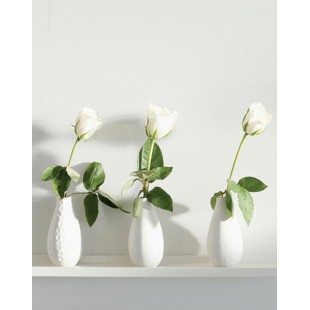 Signet Pots de roses
