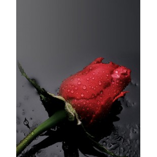 Signet Rose paisible