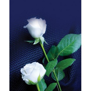 Signet Roses blanches