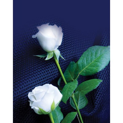 Signet Roses blanches