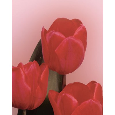 Signet Tulipes rouges