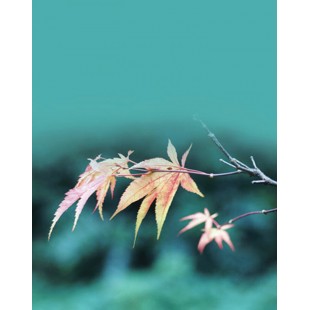 Signet Feuille turquoise