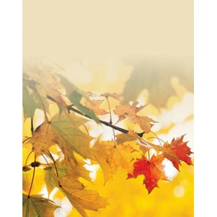 Signet Feuilles automnales