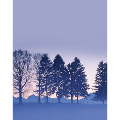 Signet Arbres nordiques Signet Arbres nordiques
