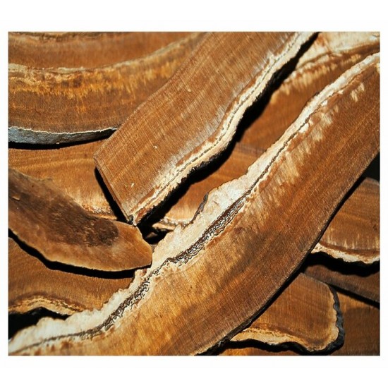 Reishi