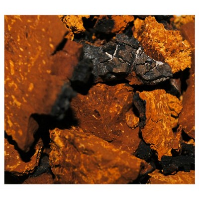 Chaga