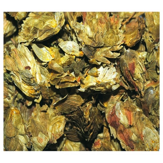 Houblon