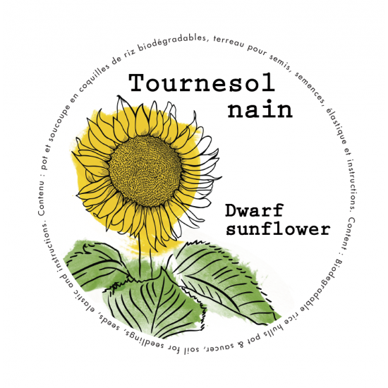 Minipot tournesol nain