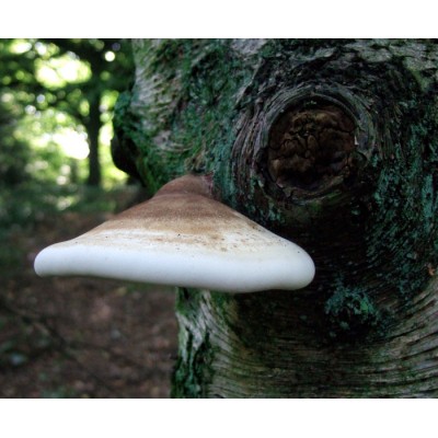 Polypore du Bouleau - Extraction double
