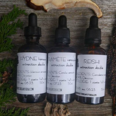 Polypore du Bouleau - Extraction double