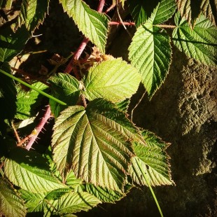 Feuilles de Framboisier