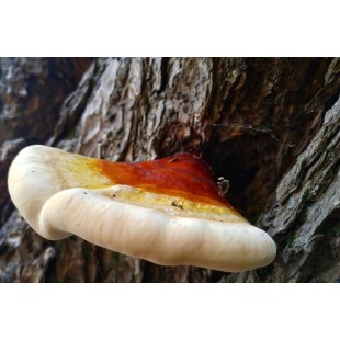 Reishi - Extraction double